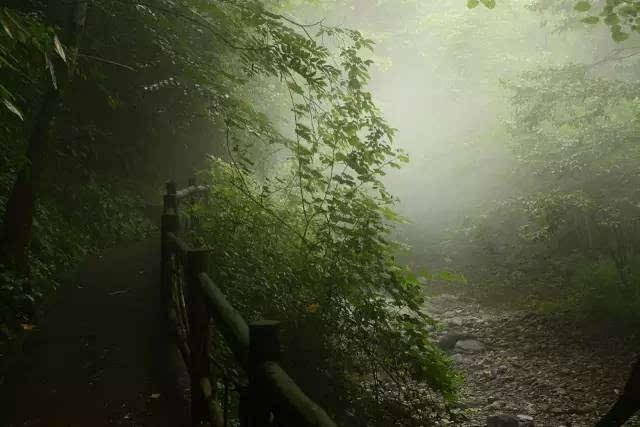 春雨直播app